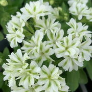 Phlox ‘Fresh Mint’&nbsp; Seeds