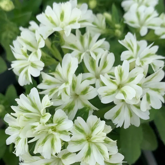 Phlox ‘Fresh Mint’&nbsp; Seeds