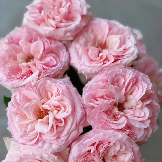Pink Lychee Rose Seeds