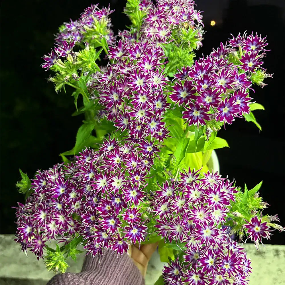 Phlox ‘Star Flower Series’ Seeds