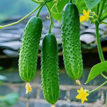 Heirloom Slicing Cucumber Seeds