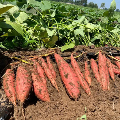 Purple Sweet Potato Seeds