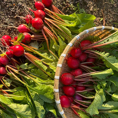 Cherry Radish