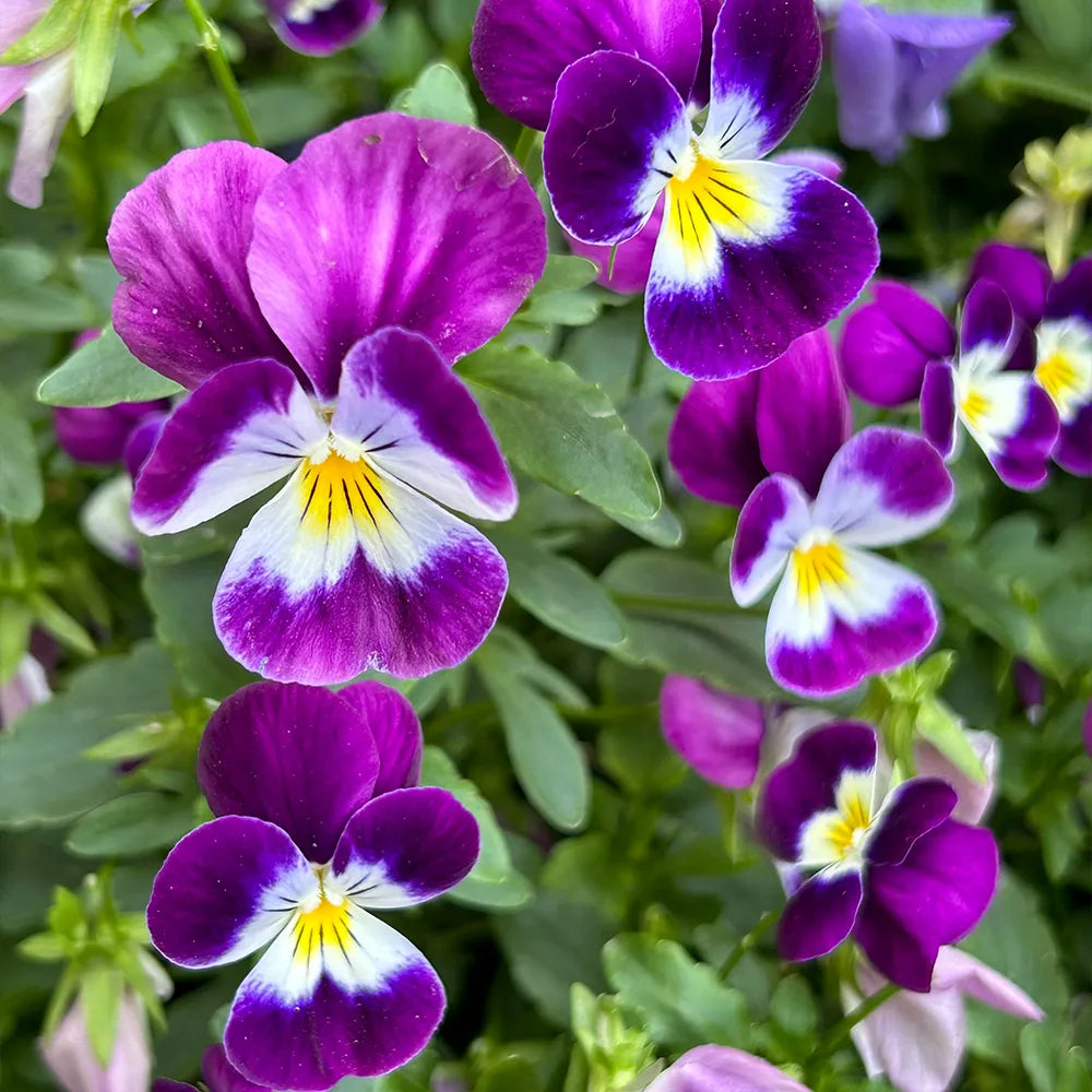 Multicolor Pansy Seeds