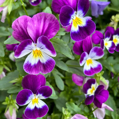 Multicolor Pansy Seeds