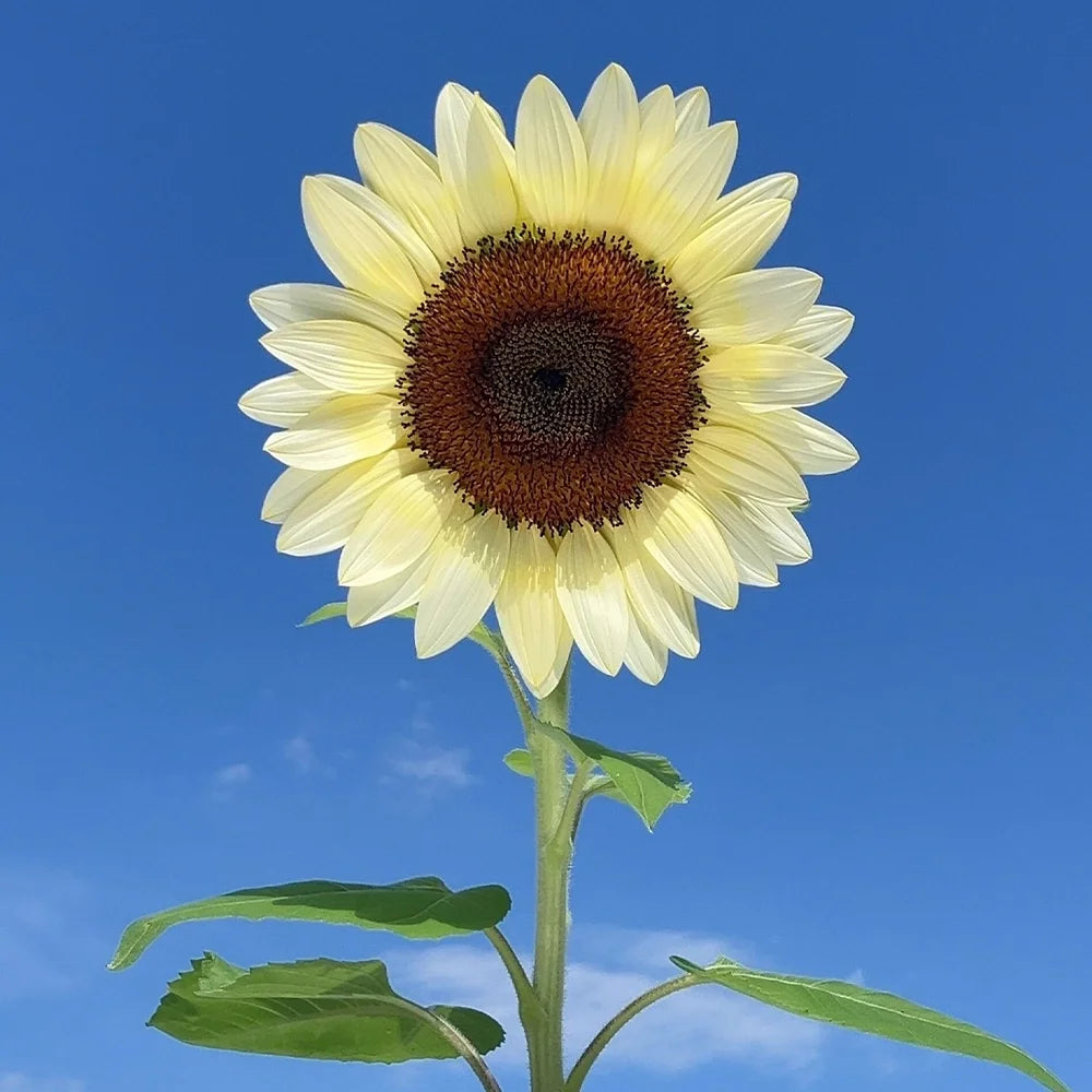 White Lover Sunflower Seeds