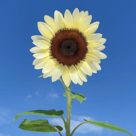 White Lover Sunflower Seeds