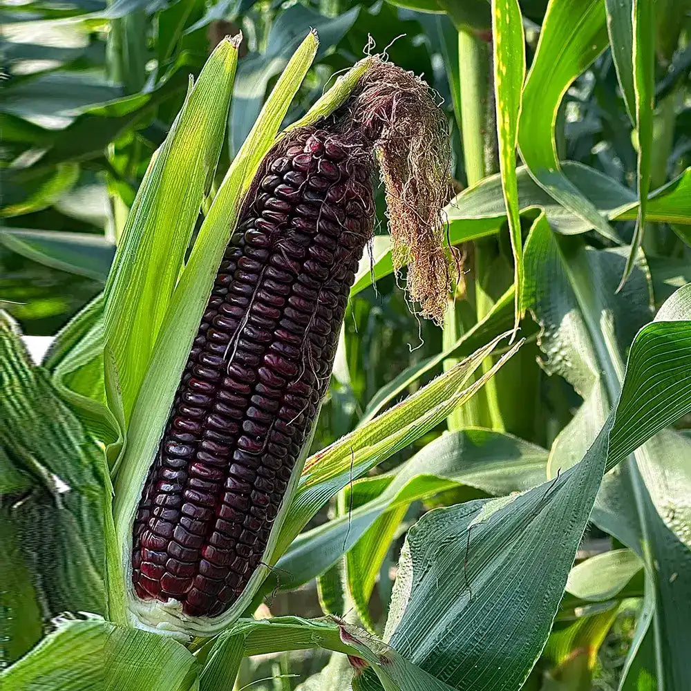 Purple Corn Seeds