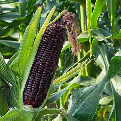 Purple Corn Seeds