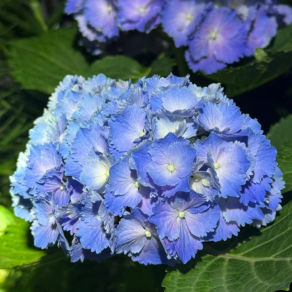 Magic Series Campanula Seeds