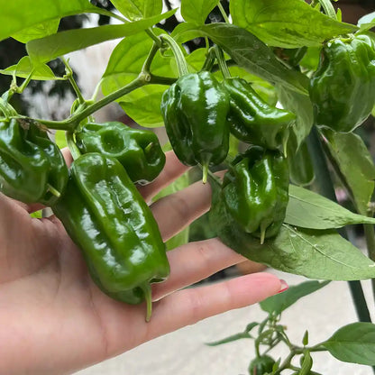 Traditional Chile Peppers