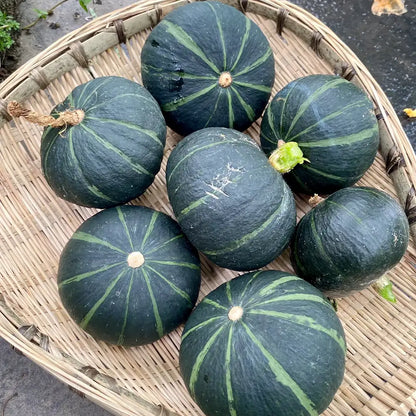 Baby Pumpkins Seeds