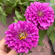Double Zinnias Seeds