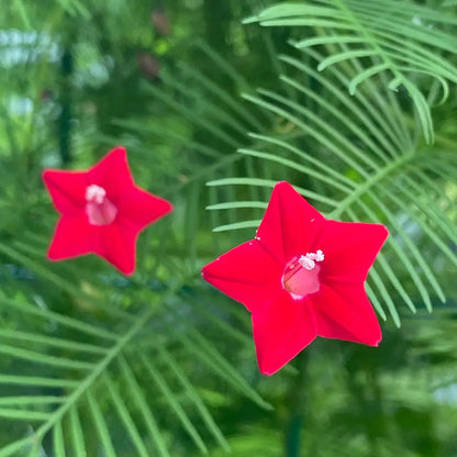 Pentas Seeds