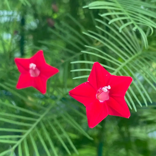 Pentas Seeds
