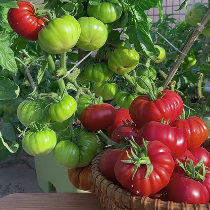 Beefsteak Tomato Seeds