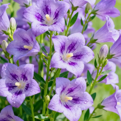 Light Purple Platycodon Seeds