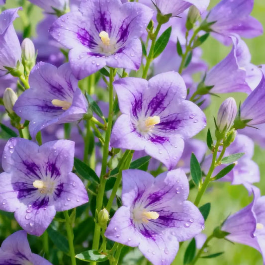 Light Purple Platycodon Seeds