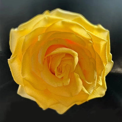 Golden Elegance Rose Seeds