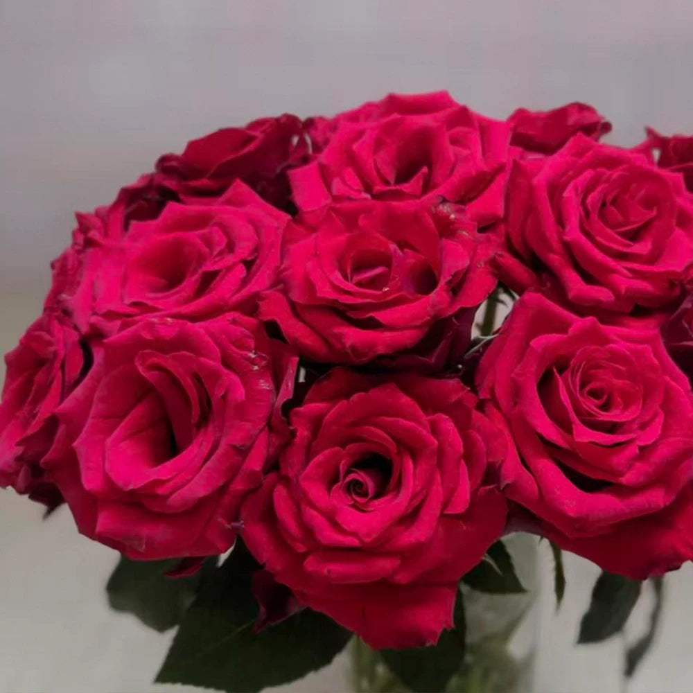 Bride Rose Seeds