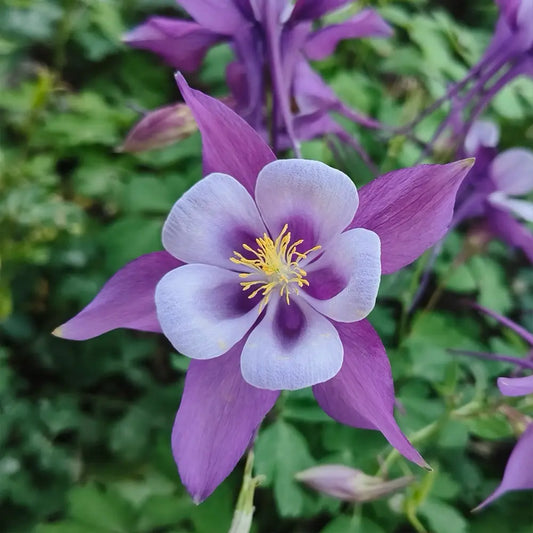 Purple & White Aquilegia Seeds