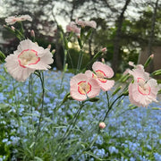 Perennial Dianthus Seeds