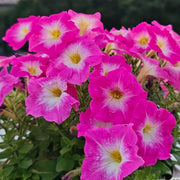 Rose-Red Petunias Seeds
