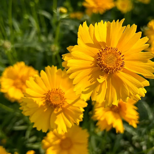 Coreopsis Seeds