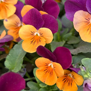 Purple &amp; Yellow Pansy Seeds