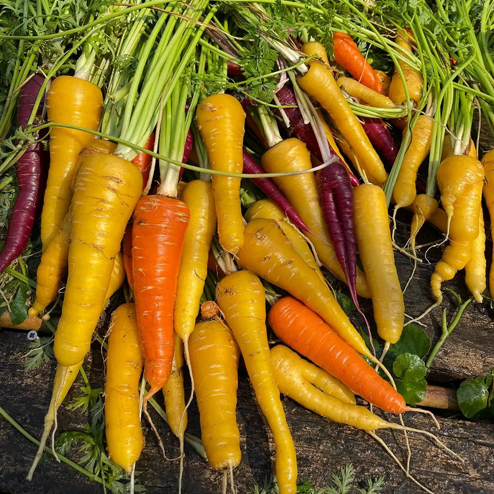 Yellow & Orange Carrots