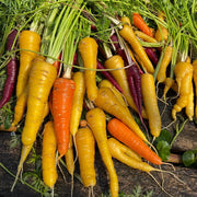 Yellow & Orange Carrots