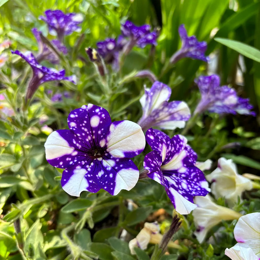 Petunia Hybrida Seeds