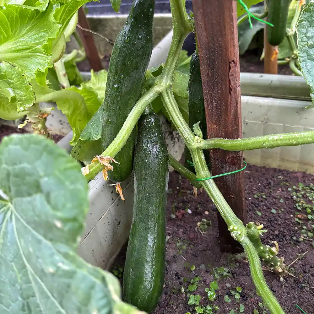 Persian Baby Cucumbers Seeds