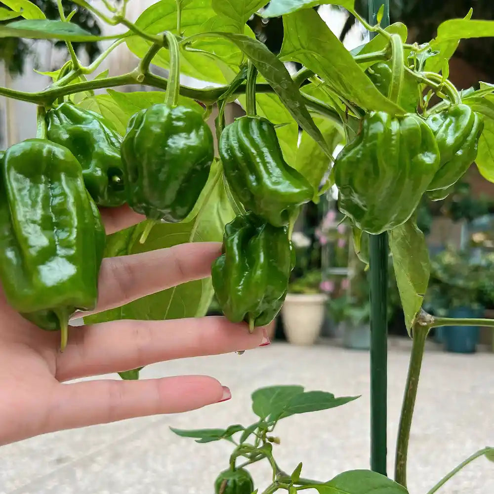 Traditional Chile Peppers