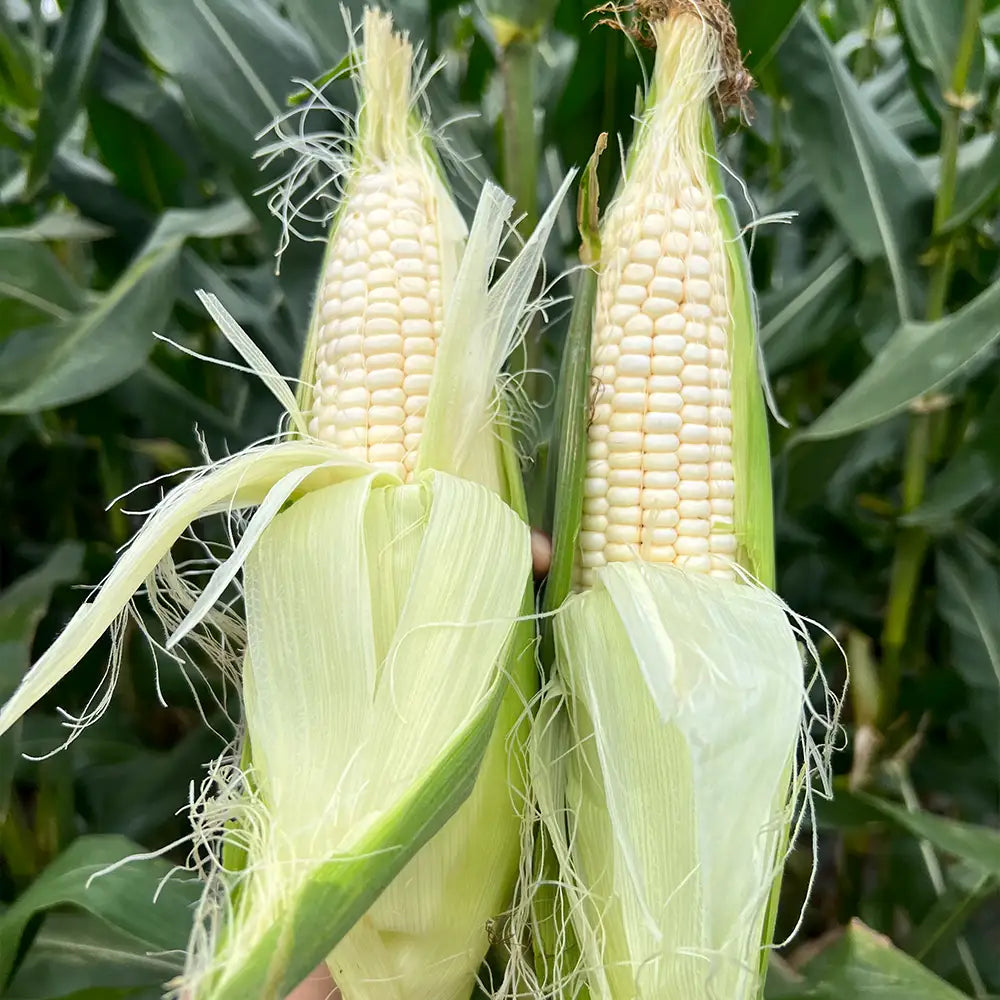 White Corn Seeds