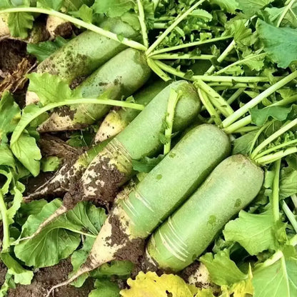 Fruit Radish Seeds