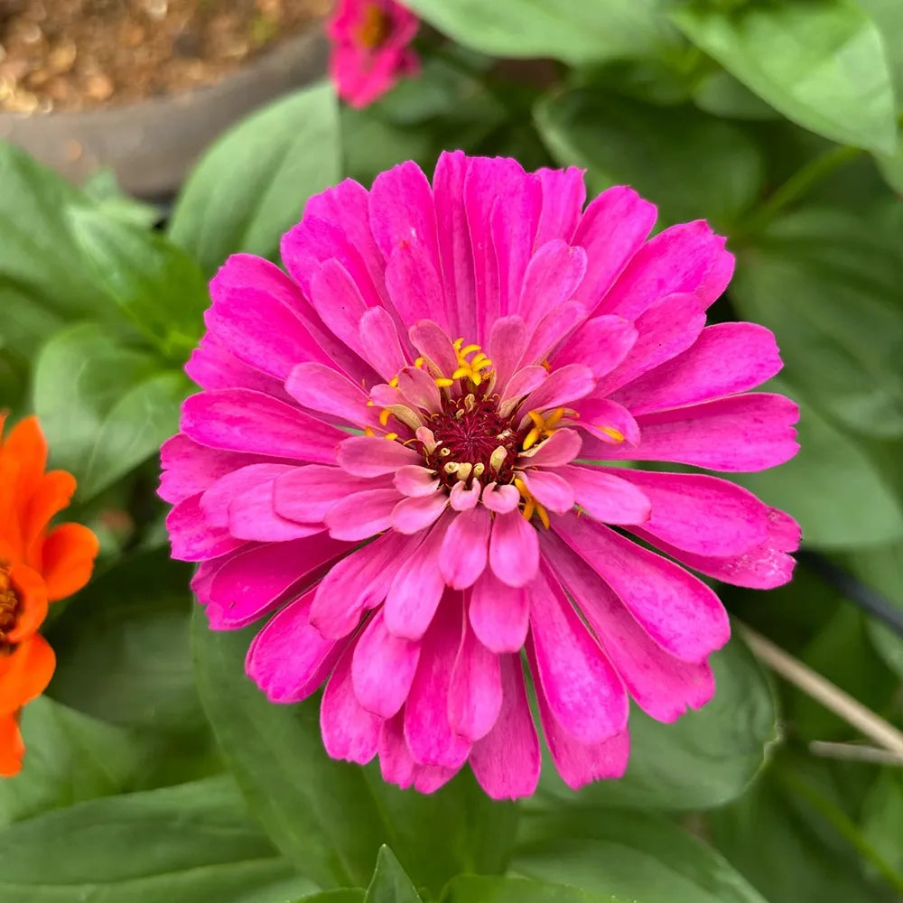 Double Zinnias Seeds