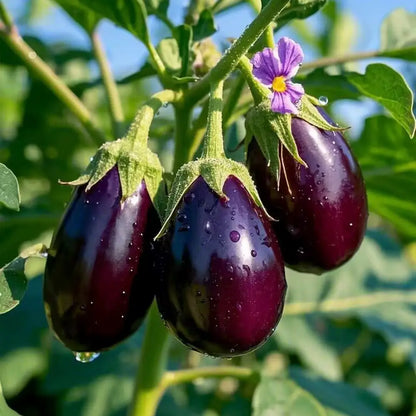 Specialty Eggplants Seeds