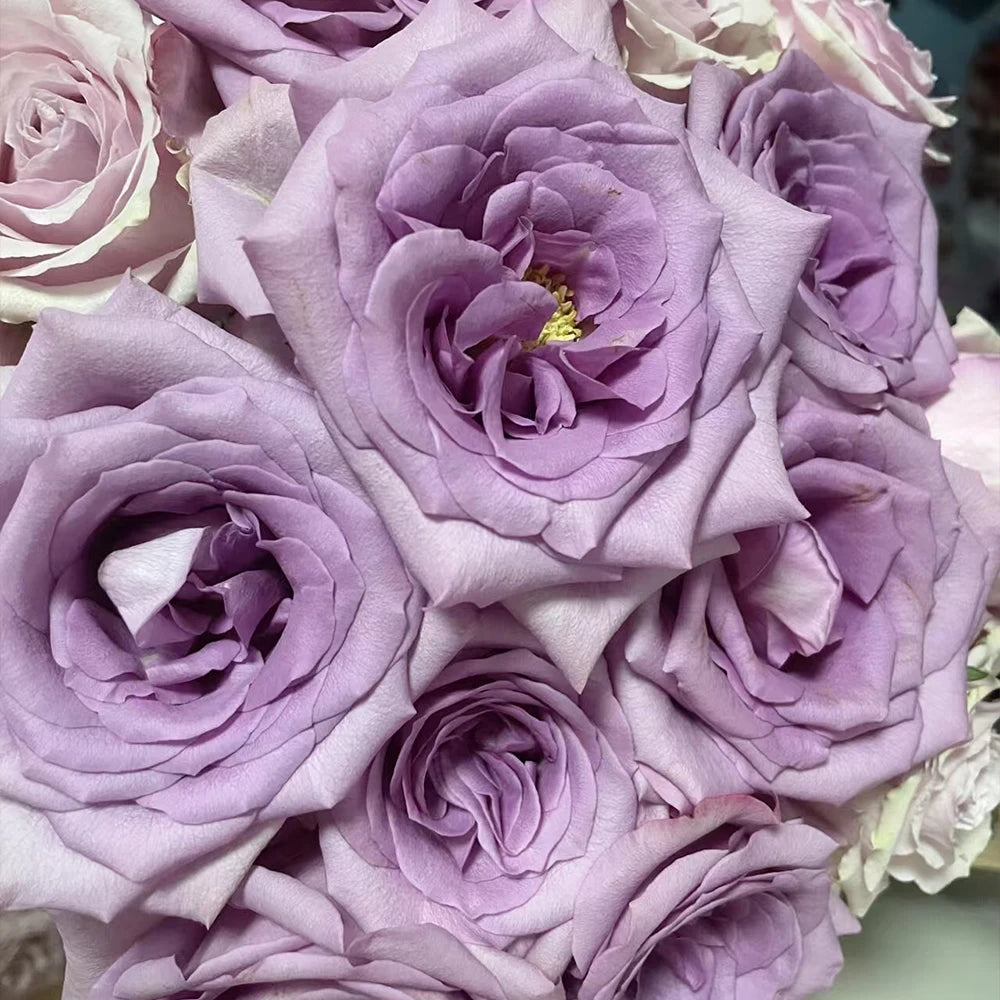 Purple Empress Rose Seeds