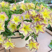 Orange Cat Petunia Seeds