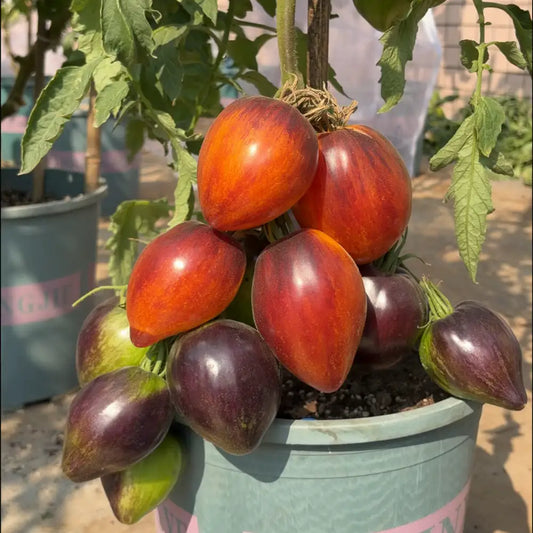 Grape Tomatoes Seeds