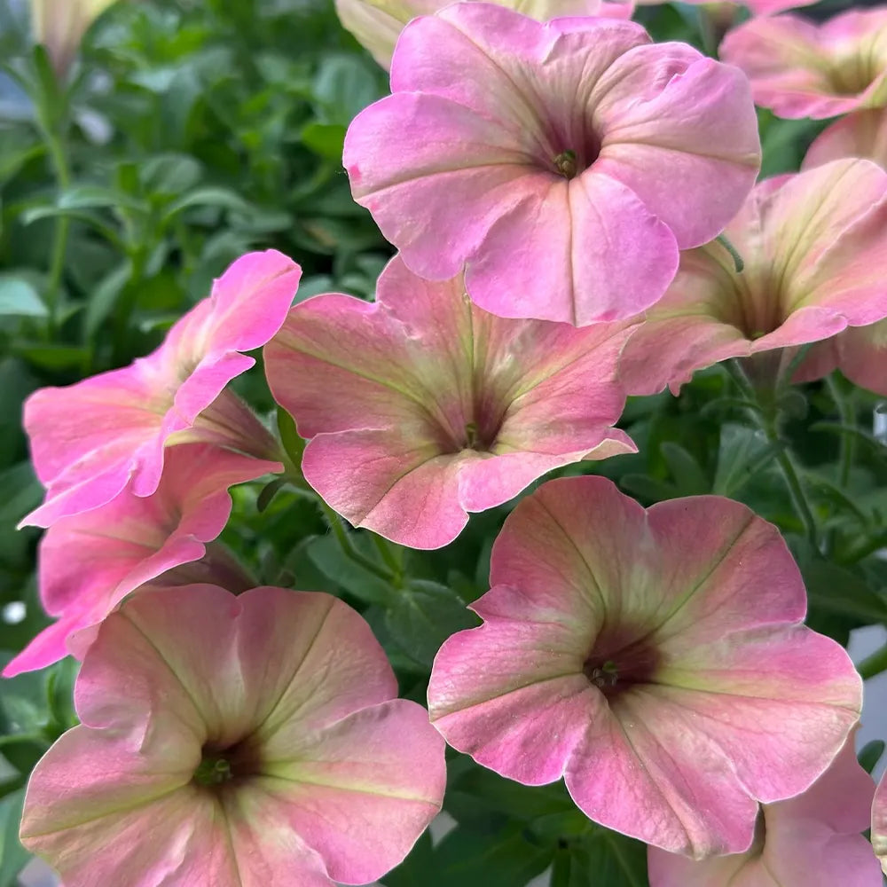 Flamingo Petunias Seeds