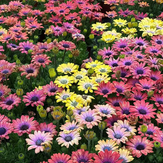South African Marigolds Seeds