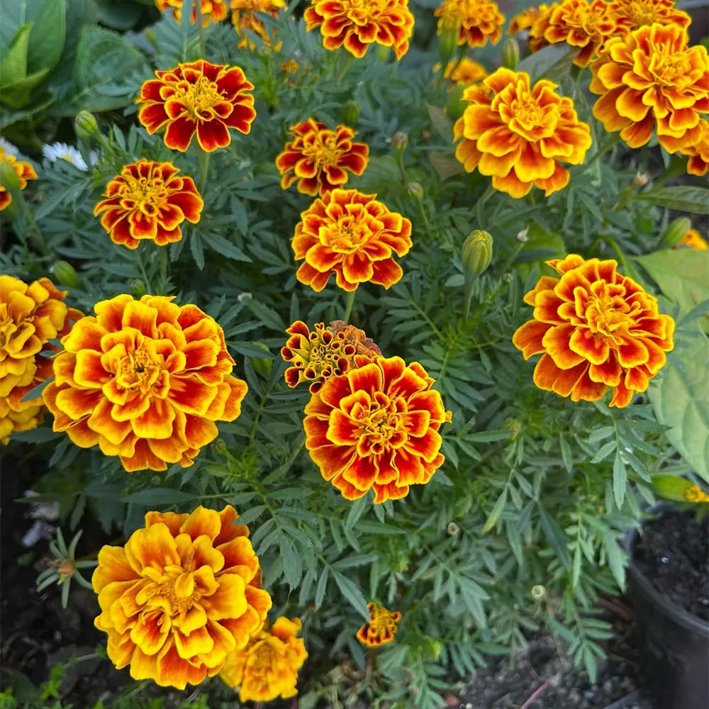French Marigolds Seeds