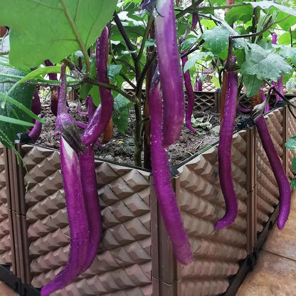 Long Purple Eggplant Seeds