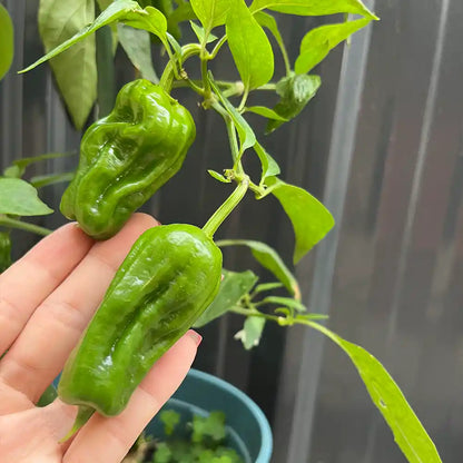 Traditional Chile Peppers