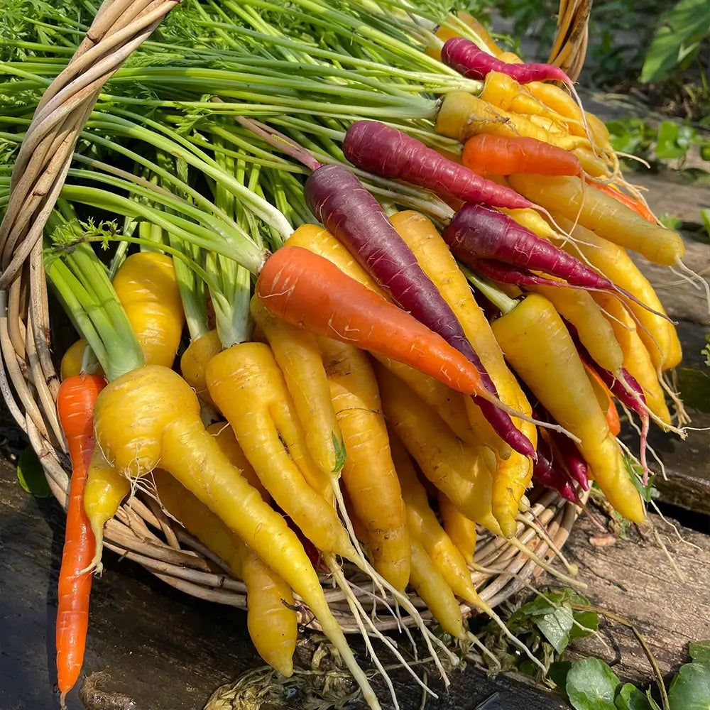 Yellow & Orange Carrots