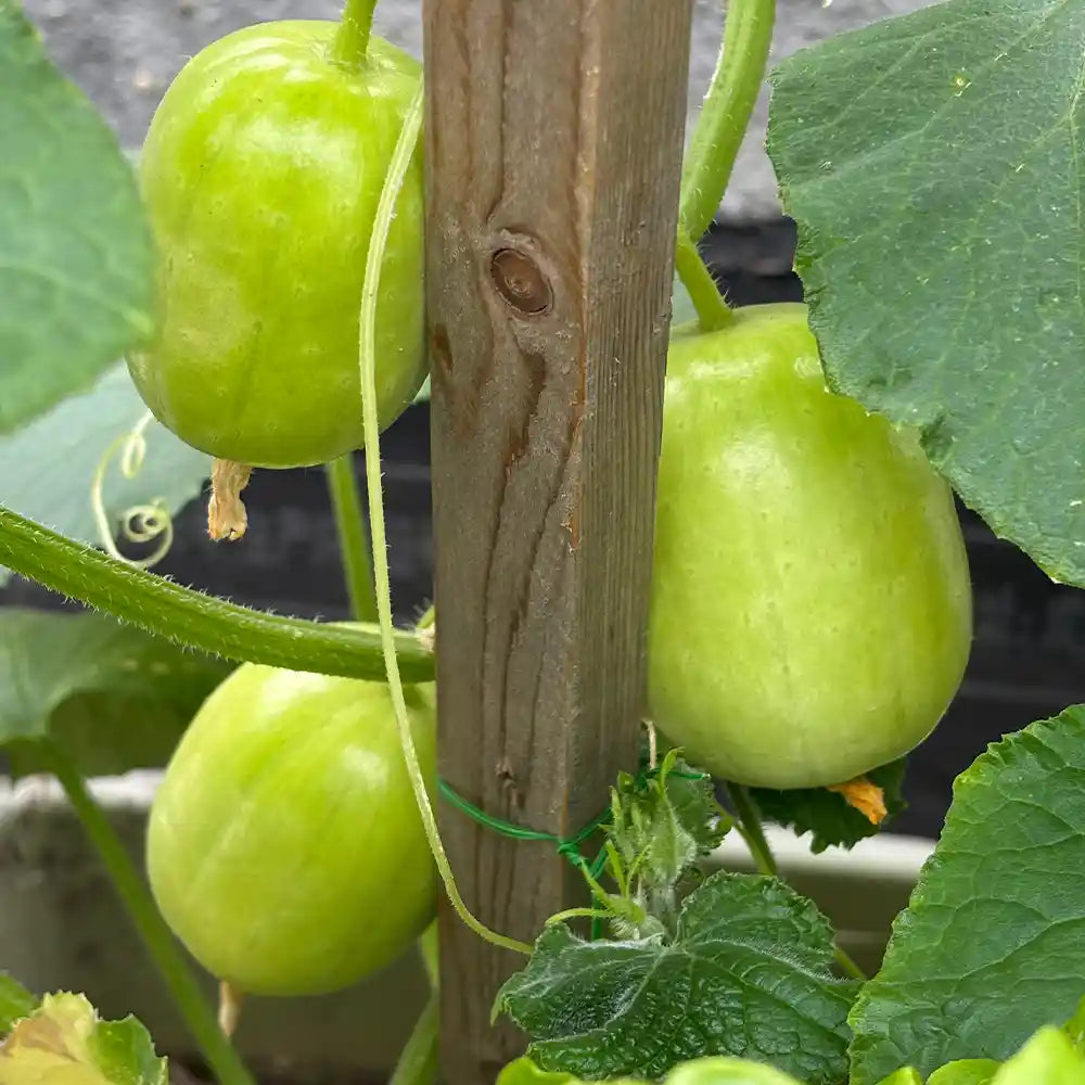 Lemon Cucumbers Seeds