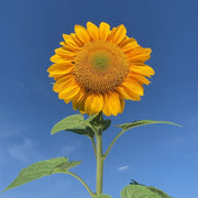 Vincent's Fresh  Sunflower Seeds
