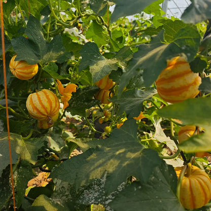 Baby Pumpkins Seeds